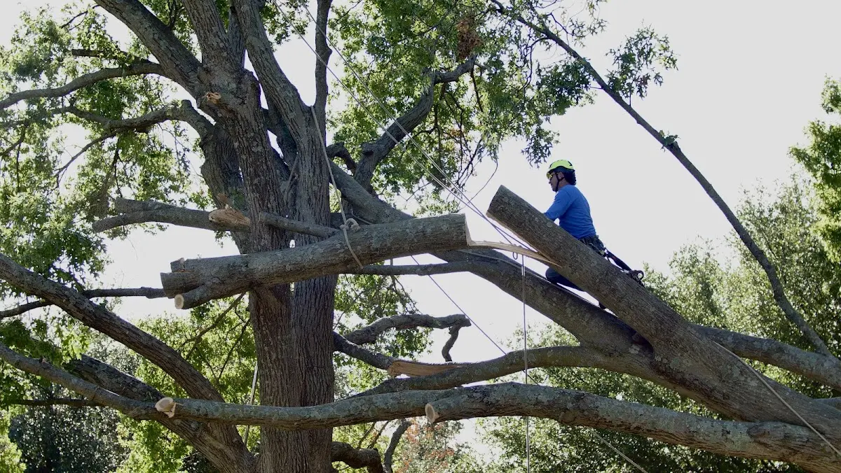 Professional Hazardous Tree Removal performed by certified arborists in Farmville
