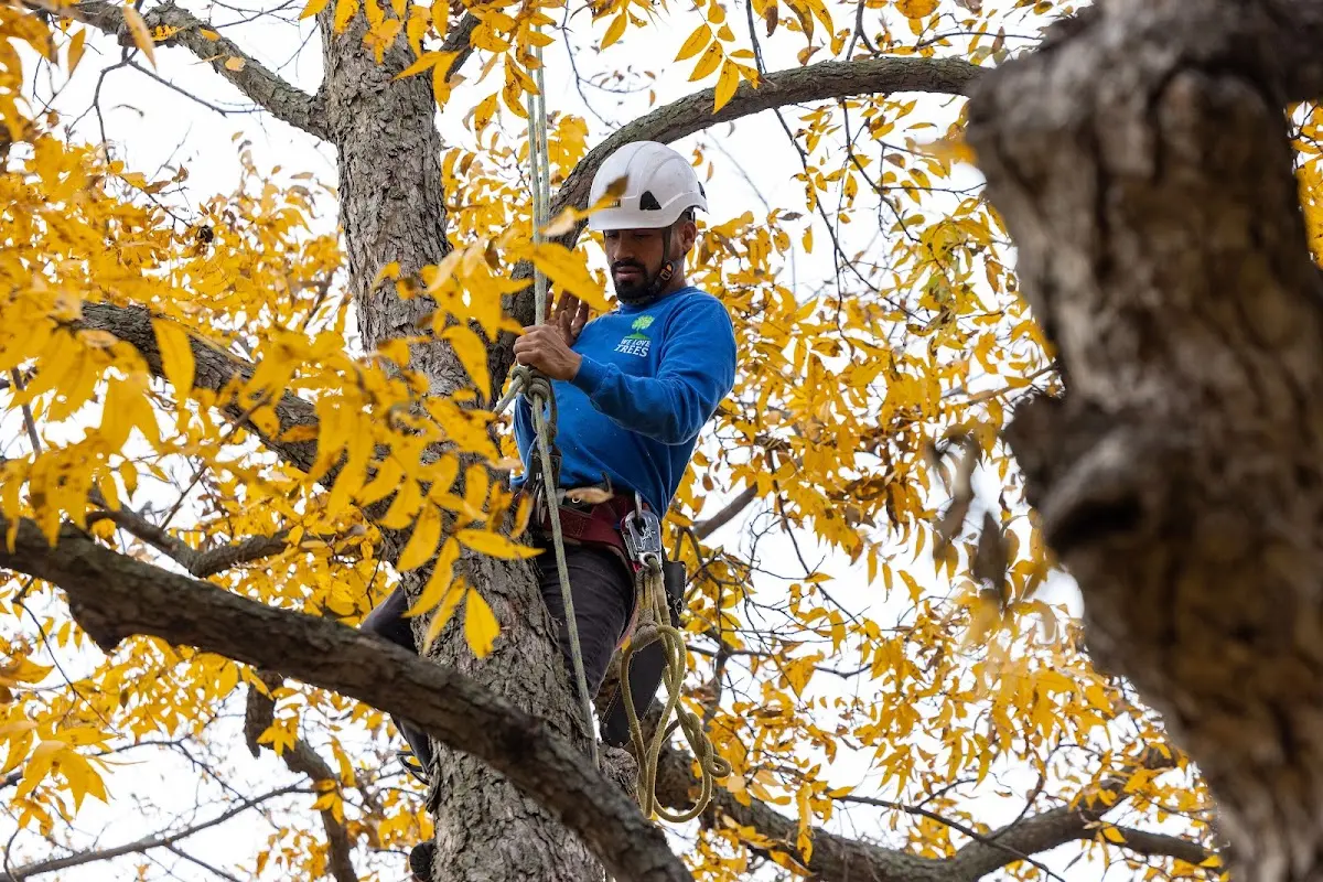 Skilled Tree Pruning crew working in Farmville