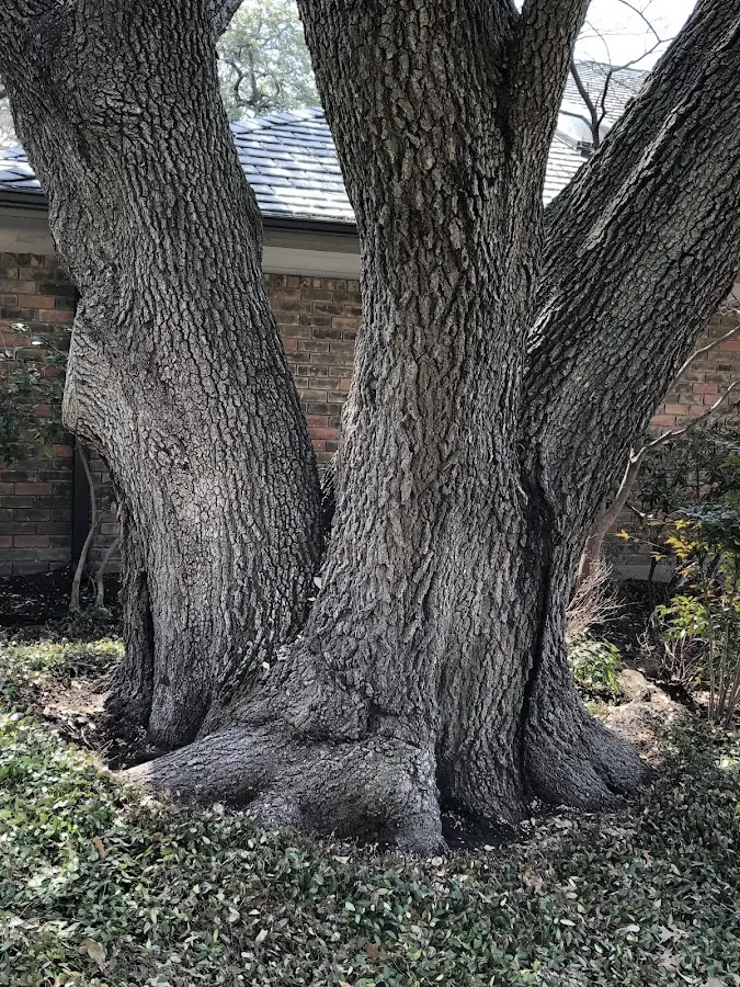 Mature heritage tree close to a Farmville property cared for by certified arborists